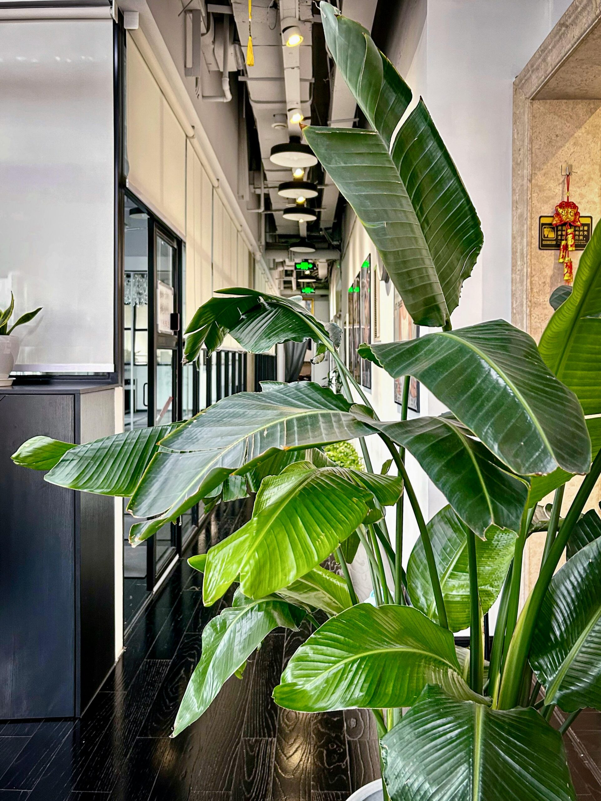 lush tropical plant in a bright modern office corridor, illustrating biophilic design principles for sensory-friendly and neuroinclusive workplaces