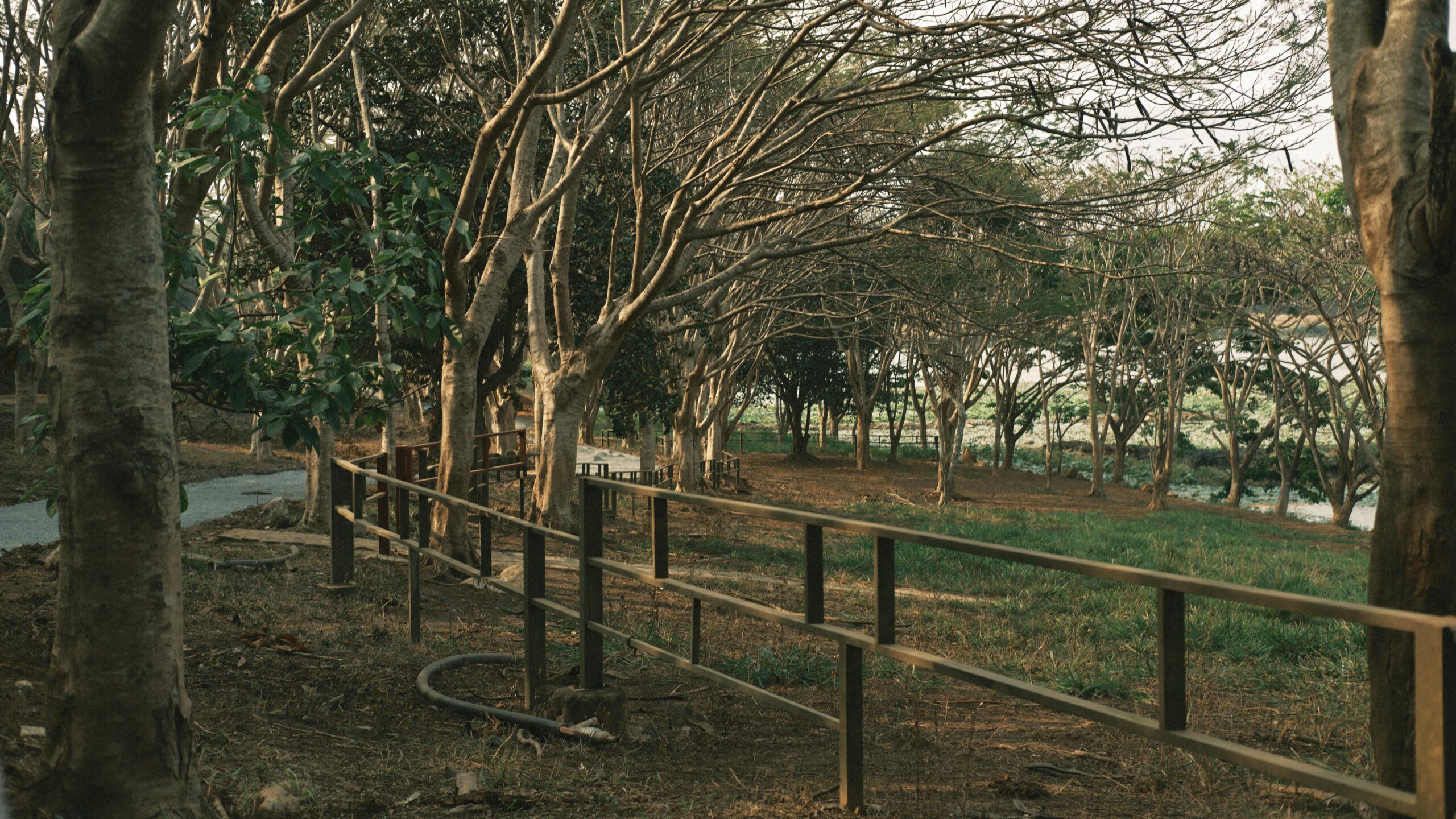 A peaceful tree-lined path with dappled sunlight and lush green canopy, representing a calm outdoor space ideal for sensory-friendly event venues and neuroinclusive outdoor environments